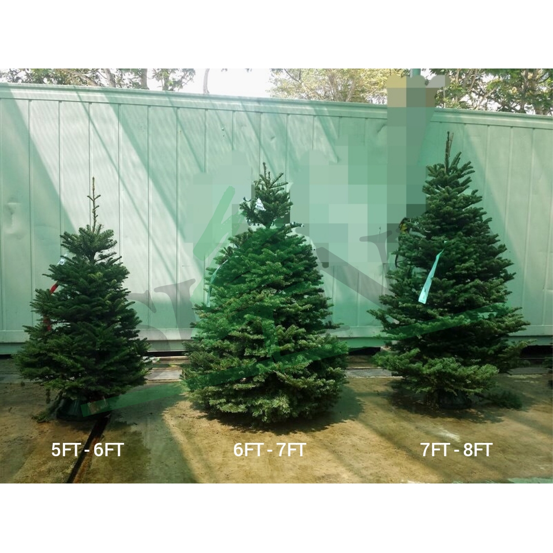 NOBLE FIR CHRISTMAS TREE 7FT8FT